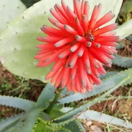 Ferienhaus Casa Flor *