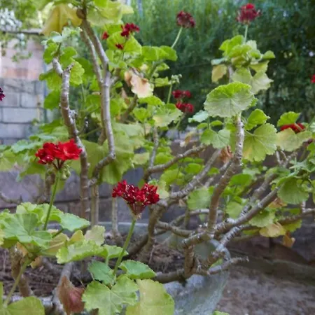 Casa Flor Ferienhaus S'archittu Cuglieri